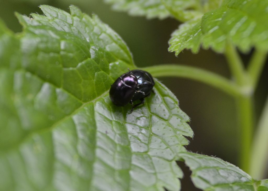 Chrysolina